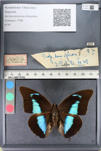 Media type: image;   Entomology 137351